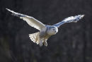 Snowy Owl